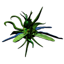 drosera.png
